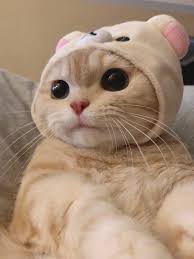 We did not find results for: Random Cute Cat Selfie Aww