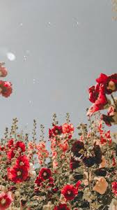 Here is a collection of flower names sorted by color. Aesthetic Red Flower Field Wallpapers Wallpaper Cave