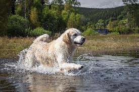 Our akc golden retriever puppies have excellent champion bloodlines! Golden Retriever Dog Breed Information