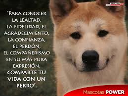 Además del día mundial del perro, desde 2008 se celebra también el día del perro callejero incentivando sobre todo la adopción y concientizar sobre el maltrato que sufren muchos de ellos. Imagenes Con Mensajes De Reflexion Sobre El Amor Y La Fidelidad De Los Animales Para Compartir Este Dia Del Animal Todo Imagenes