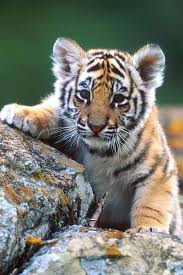Schattige dieren free brushes licensed under creative commons, open source, and more! Cutitest Thing Ever Schattige Dieren Tijger Welpjes Welpjes