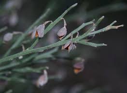 Jacksonia Sericea Kings Park Perth Wa 17 07 17
