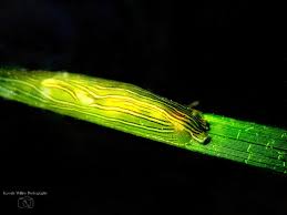 Image result for Cyphia lasiandra