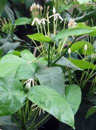 Image result for Oxyanthus zanguebaricus