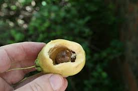 Image result for Syzygium jambos