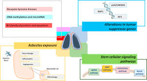 This is a guest post there has been some research on the relationship between genetics and the development of. Molecular Mechanisms In The Pathogenesis Of Malignant Pleural Mesothelioma Predictive And Prognostic Factors Sciencedirect