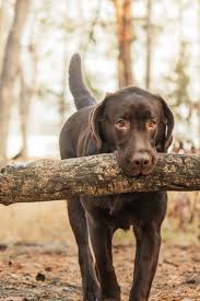 Chocolate Labrador Retriever Holding A Stick In His Mouth In The Forest On The Background Labrado Chocolate Labrador Retriever Labrador Dog Labrador Retriever