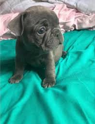 What is a french bulldog puppy? Frenchie Puppies For Affordable Puppies For Sale Near Me Facebook