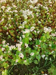 Image result for Fagopyrum