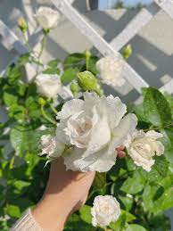 Creed กุหลาบขาว”หอมแรง”ที่ทุกบ้าน...