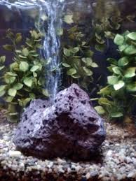 Pin By Kimberly Mcdonald On Fish Tank Ideas Fish Tank Aquarium Ornaments Tanked Aquariums