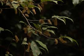 Image result for Streblus usambarensis