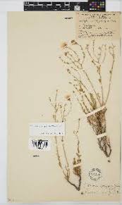 Image result for Pegolettia retrofracta