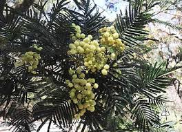 Image result for Acacia mearnsii