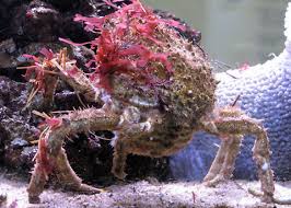 Image result for Craspedorhachis