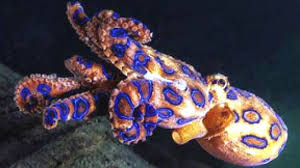 สำหรับหมึกบลูริง หรือหมึกสายวงน้ำเงิน เป็นหมึกขนาดเล็ก มีจุดวงกลมคล้ายแหวนสีน้ำเงินหรือสีม่วง ซึ่งสามารถเรืองแสงได้. à¸ž à¸©à¸­ à¸™à¸•à¸£à¸²à¸¢à¸£ à¸²à¸¢à¹à¸£à¸‡à¸ˆà¸²à¸ à¸«à¸¡ à¸à¸šà¸¥ à¸£ à¸‡ à¸¡à¸²à¹ƒà¸™à¸£ à¸›à¹à¸šà¸šà¸«à¸¡ à¸à¸¢ à¸²à¸‡ M D K Shop