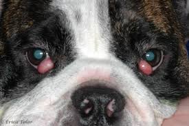 If your dog swims in the sea or a chlorine pool, that can do the same. When To Seek Veterinary Care For Cherry Eye In Dogs