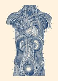 Human anatomy drawing drawing theory. Upper Body Anatomy Diagram Drawing By Vintage Anatomy Prints