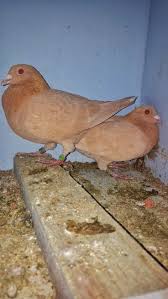 My Yellow Racing Pigeon Pair Racingpigeon Racing Pigeons Pigeon Pigeon Pair