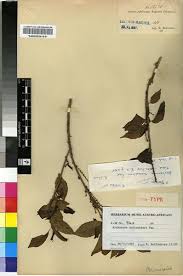 Image result for Alchornea laxiflora