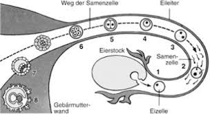 Das heißt bei diesem verfahren findet die befruchtung nicht im körper der frau statt, sondern im reagenzglas. Befruchtung Kompaktlexikon Der Biologie