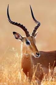 Male Impala In The Kruger Africa Animals Impala Animal Wild Animals Photography