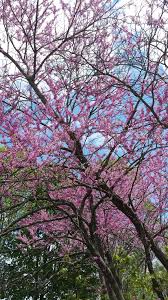 Many different flowering trees and cultivars are commercially available and are known by their common names. What Are Those Flowering Trees Bushes I Drive By Every Day