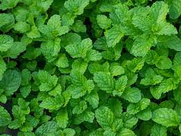 However, to me, peppermint seems like an odd flavor for savory dishes. Are Mint Leaves Bad For Dogs