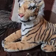 Tiger In - Kids in Lahore | OLX Pakistan