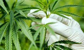 The Hard Facts On Marijuana Caron Treatment Centers