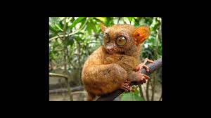 The tiny tarsier is a wonderful creature that is almost smaller than the human hand. Peleng Tarsier Alchetron The Free Social Encyclopedia