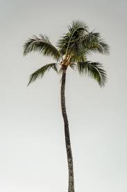 Coconut tree s, coconut tree, tree, plant png. Best 500 Coconut Tree Pictures Hd Download Free Images On Unsplash