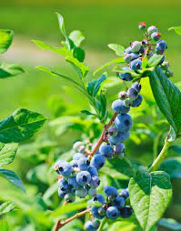 Add mulch on top of the soil to keep in moisture. Blueberries On The Vine By Cameron Whitman