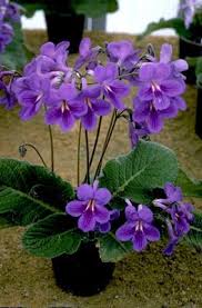 Image result for Streptocarpus glandulosissimus