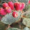 How do i encourage my indoor cactus plant to bloom? Https Encrypted Tbn0 Gstatic Com Images Q Tbn And9gcrf5mex Cugrqtaiz4qcqh 8suviyf2vc Vvihqipby1g7gm5dj Usqp Cau