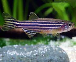 A macro shot of a zebra danio tropical fish. Danio Zebra Danio Arizona Aquatic Gardens
