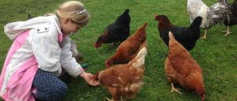 Beginners Guide To Keeping Chickens