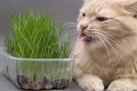 Kedi Cimi Ne Ise Yarar 8211 Kedi Cimi Nedir Kedi Cim Cats