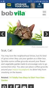 You just don't enjoy cats pooping all over your garden. Coffee Grounds To Deter Cats From Pooping In Your Garden Or Houseplant Cat Garden Vegetable Garden Beds Cat Deterrent
