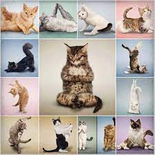 Pin On Funny Yoga Yoga Humor