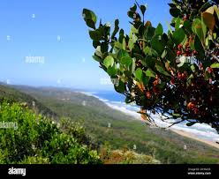 Image result for Pterocelastrus