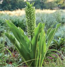 Image result for Macledium zeyheri