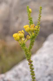 Image result for Pteronia acuminata