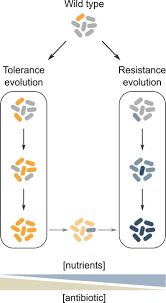 The signal must be recognized by a specific there are three major types of membrane receptors: Bacteria Under Antibiotic Attack Different Strategies For Evolutionary Adaptation