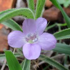 Image result for Barleria pretoriensis