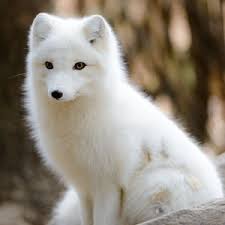 Image Result For Tundra Animals Top 10 Endangered Animals Pet Fox Endangered Animals