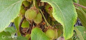 The vines bear small white flowers with chocolate. How To Grow Kiwi Fruit