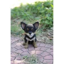Statistically it's most likely to be somewhere in the middle, but there will always be outliers who fall at the largest and smallest ends of the scale. 6 5 Black And Brown Sitting Chihuahua Puppy Statue Walmart Com Walmart Com
