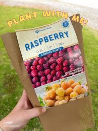 Plant a Raspberry Bush with me 🌱