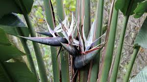 It is relatively hardy and adapts to a wide spectrum of light conditions from direct sun to low, indirect light, but will flourish in a. Image Strelitzia White Bird Bloom Image Flower Plant